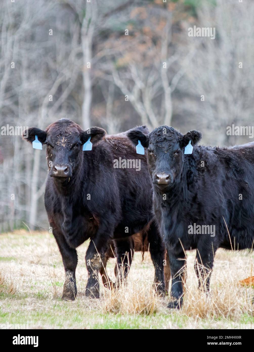 Mucche di Angus nero che guardano la macchina fotografica mentre si trovano in un pascolo di gennaio dormiente in Alabama. Foto Stock