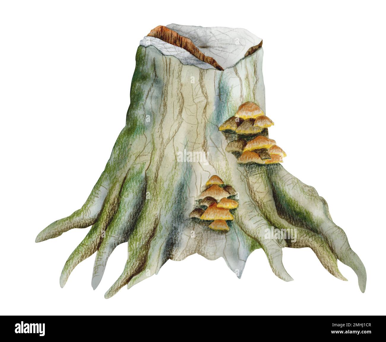 Ceppo di foresta con muschio e funghi. Rappresentazione realistica dell'acquerello nei colori verde e marrone isolato su sfondo bianco Foto Stock