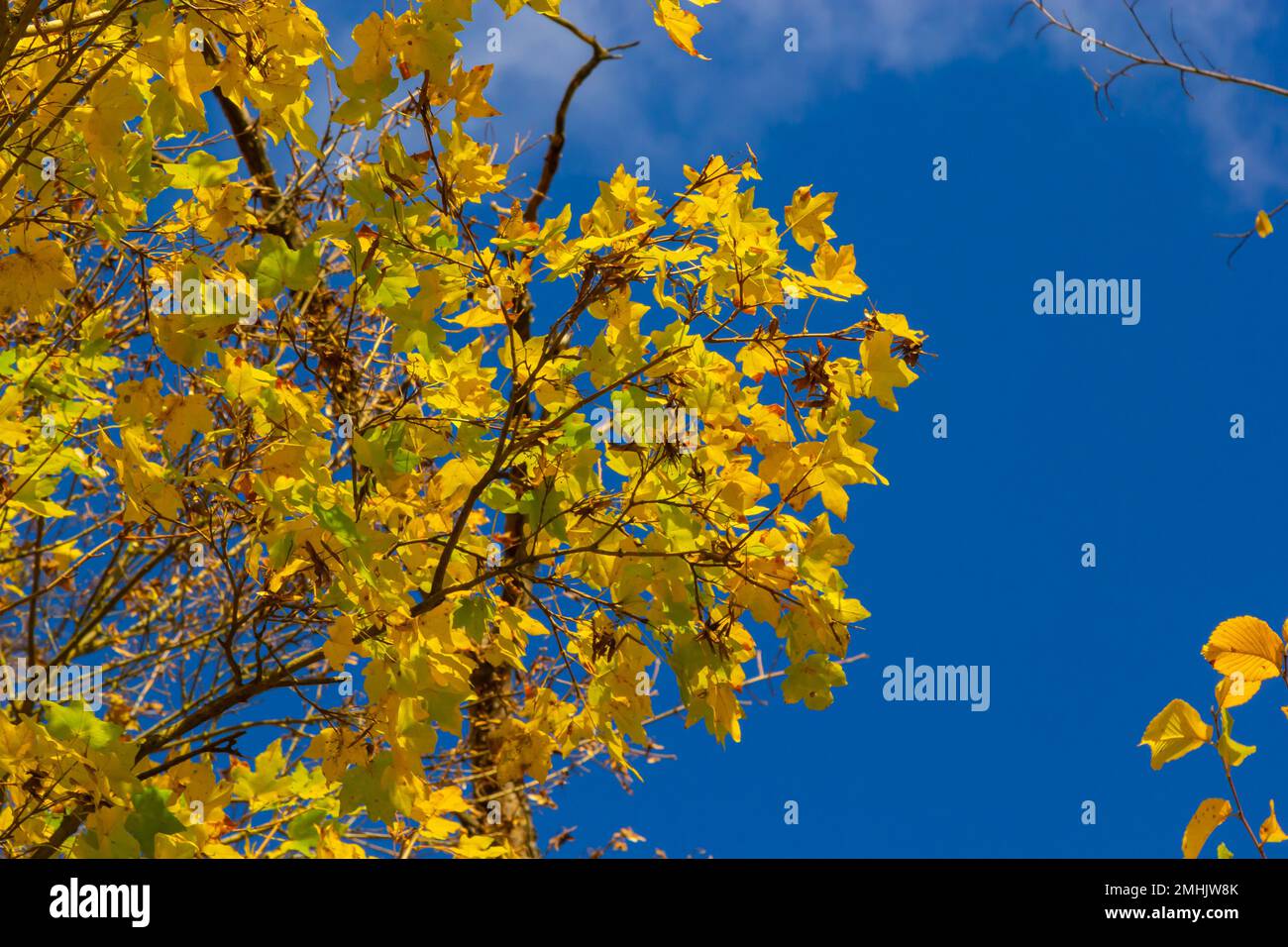 foglie di faggio multicolore sul ramo in autunno contro un cielo blu in una giornata di sole. Foto Stock