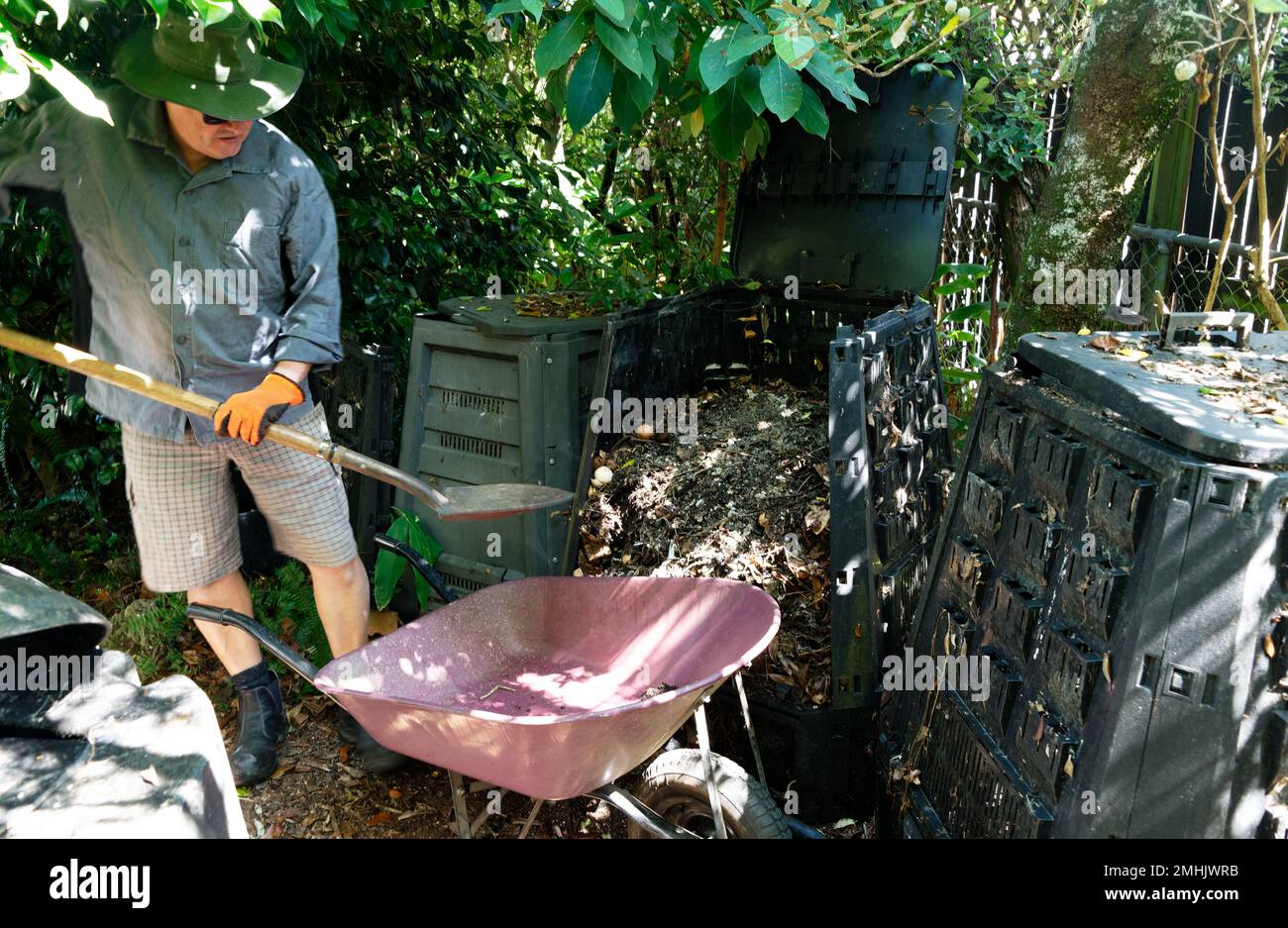 Un uomo che indossa un cappello verde, una camicia grigia e pantaloncini a quadri tiene una pala pronta per iniziare a spalare la compost dal bidone della compost nel viola in attesa Foto Stock