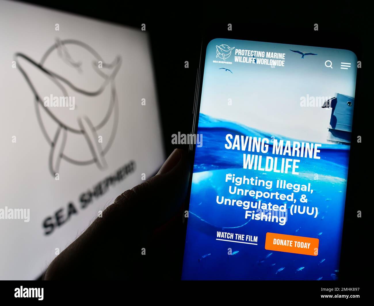 Persona che tiene il cellulare con il sito web della Sea Shepherd Conservation Society (SSCS) sullo schermo di fronte al logo. Messa a fuoco al centro del display del telefono. Foto Stock