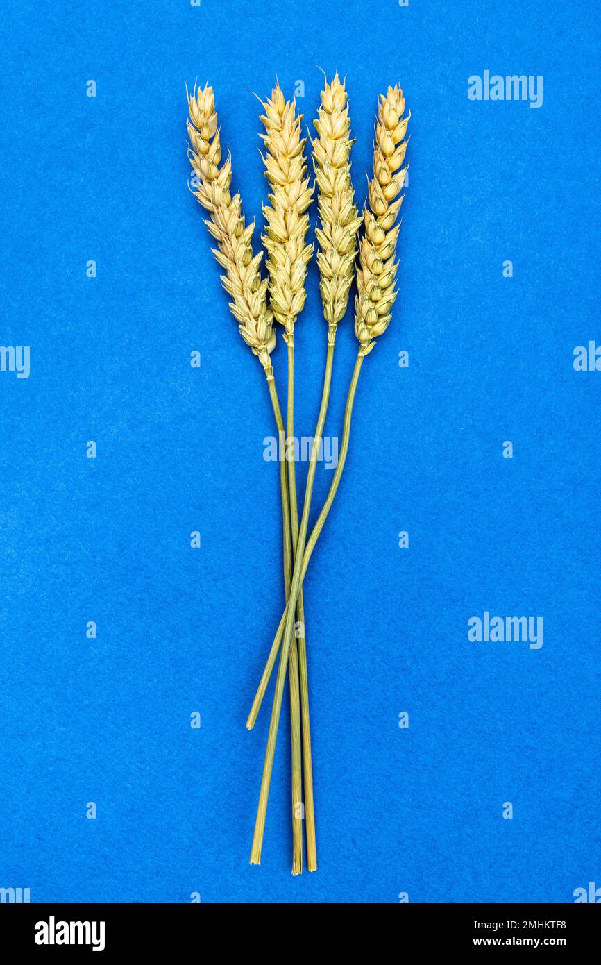 alcuni spikelets secchi naturali su sfondo blu Foto Stock