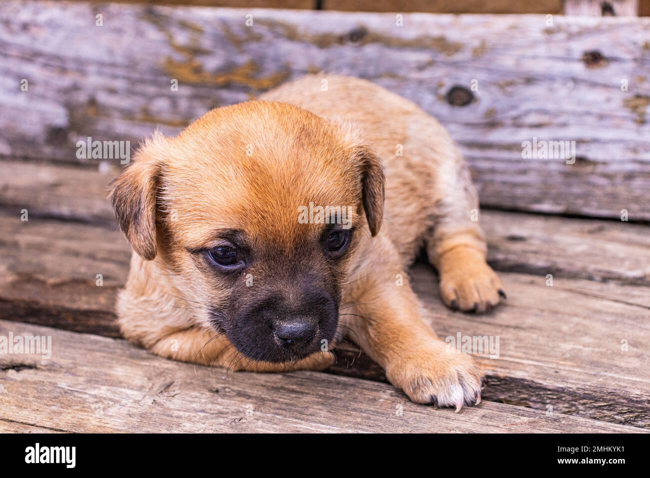 Ritratto di un cucciolo . Questo è un animale domestico molto amorevole e meraviglioso. Foto Stock