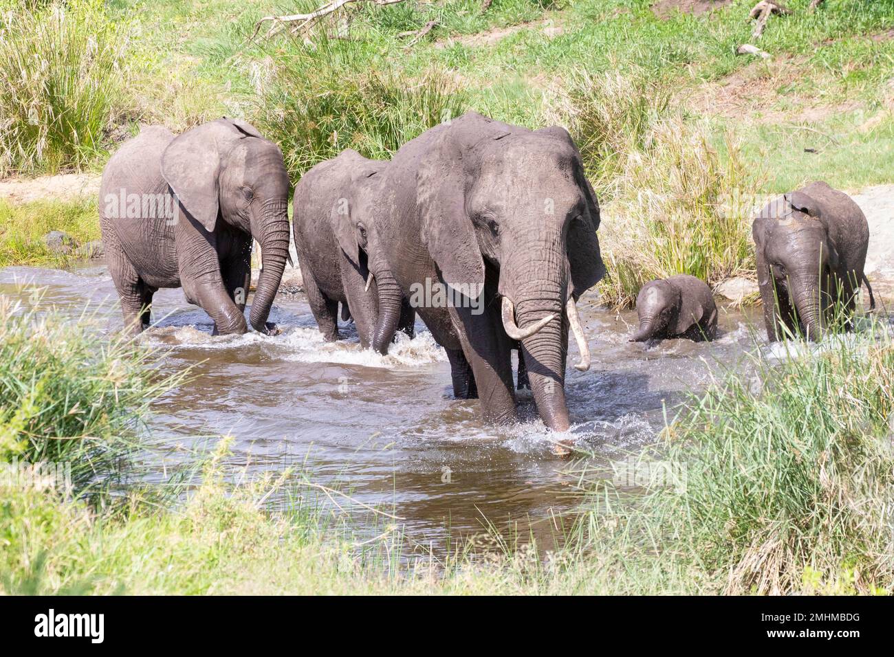 Piccolo gregge di elefante africano, elefante africano Bush (Loxodonta africana) che attraversa un fiume, Limpopo, Sudafrica Foto Stock