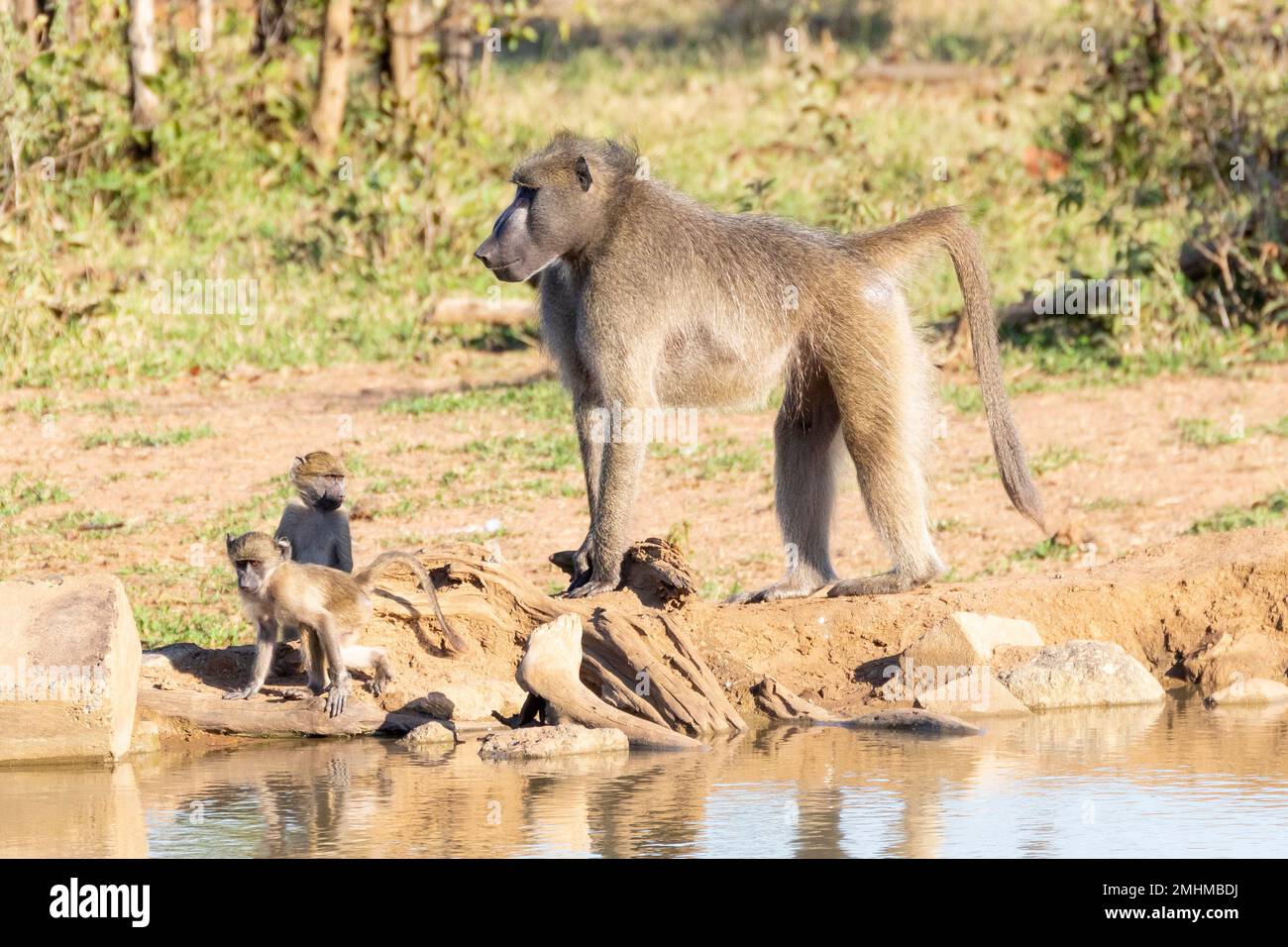 Madre orgogliosa Chacma Baboon (Papio ursinus) con i suoi bambini. I bambini giocano alla sorgente Punda Maria, nel Kruger National Park, in Sudafrica Foto Stock