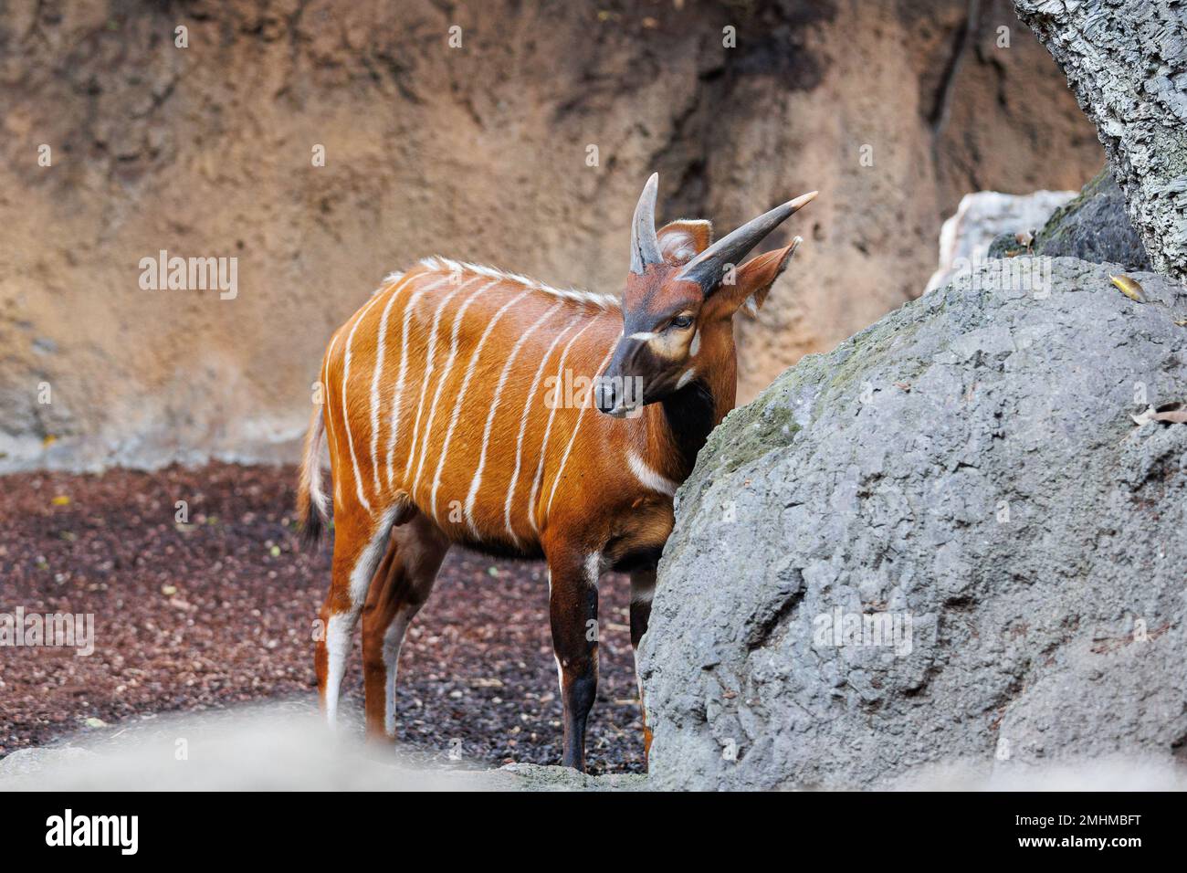 Il Bongo orientale - Tragelaphus eurycerus - una foresta notturna erbivora ungulato con impressionante stelo marrone-rossiccio e corni spiralati. Foto Stock