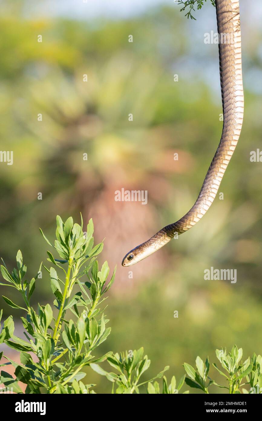 Capo Boomslang femmina (Dispholidus typus typus) discendente da un albero. Questi serpenti velenosi sono retrofandati con veleno emotossico che colpisce il sangue Foto Stock