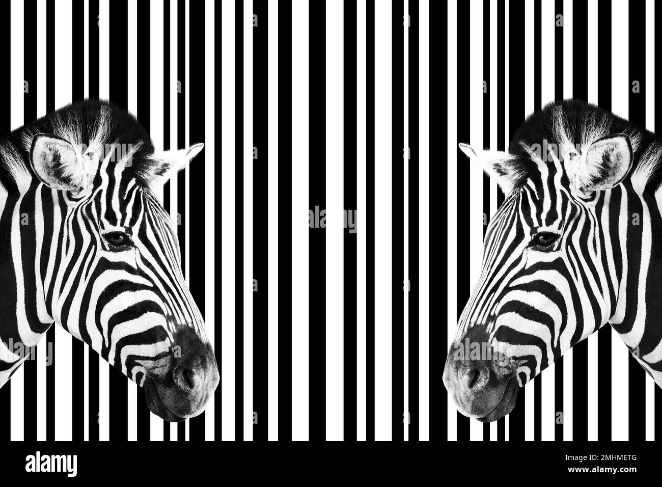 Particolare della testa di una zebra su uno sfondo astratto a righe in bianco e nero. Foto Stock
