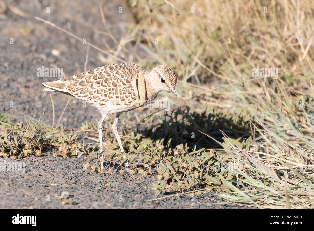 Courser a doppia fascia (Rhinoptilus africanus), Capo Settentrionale, Sudafrica Foto Stock