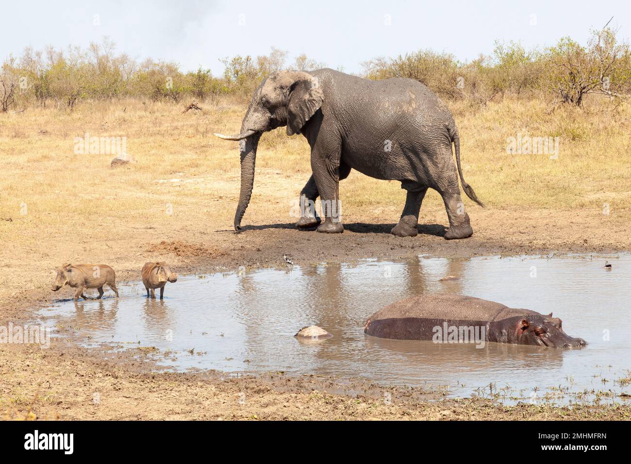 Ippopotamo in padella effimera con elefante africano e boscimani in calda luce serale, Limpopo, Sudafrica Foto Stock
