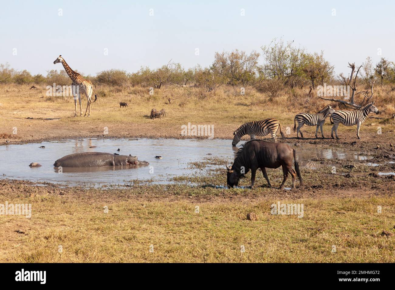 Giraffe, Blue Wildebeest, Burchell's Zebra, Hoppopotamus e Bushmaig che si radunano in una padella effimera poco profonda al tramonto, Kruger National Park, South AF Foto Stock
