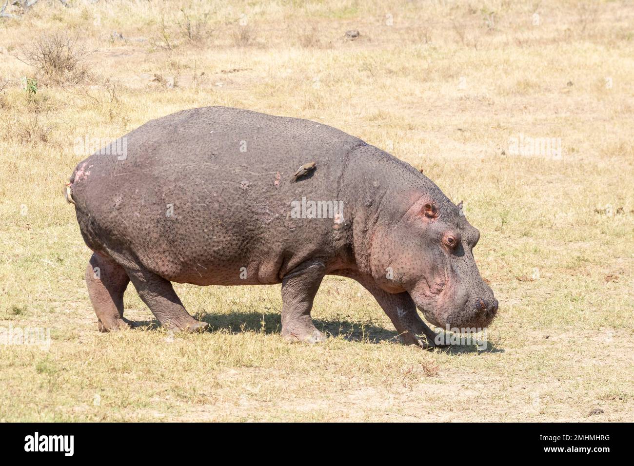 Ippopotamo (ippopotamo anfibio), Parco Nazionale di Kruger, Sudafrica. Terzo mammifero terrestre più grande e uno dei più pericolosi Foto Stock