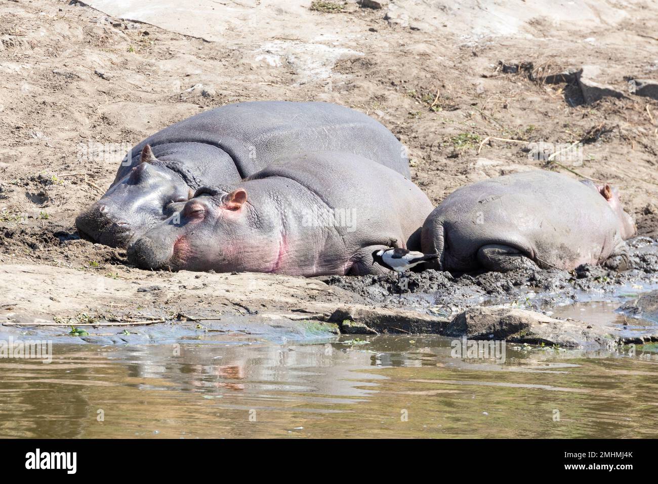 Gruppo pigro di Hippopotamus (Hippopotamus anfibio) che dorme lungo il waterhole con Blacksmith Plover, , Parco Nazionale di Kruger, Sudafrica. Terzo l Foto Stock
