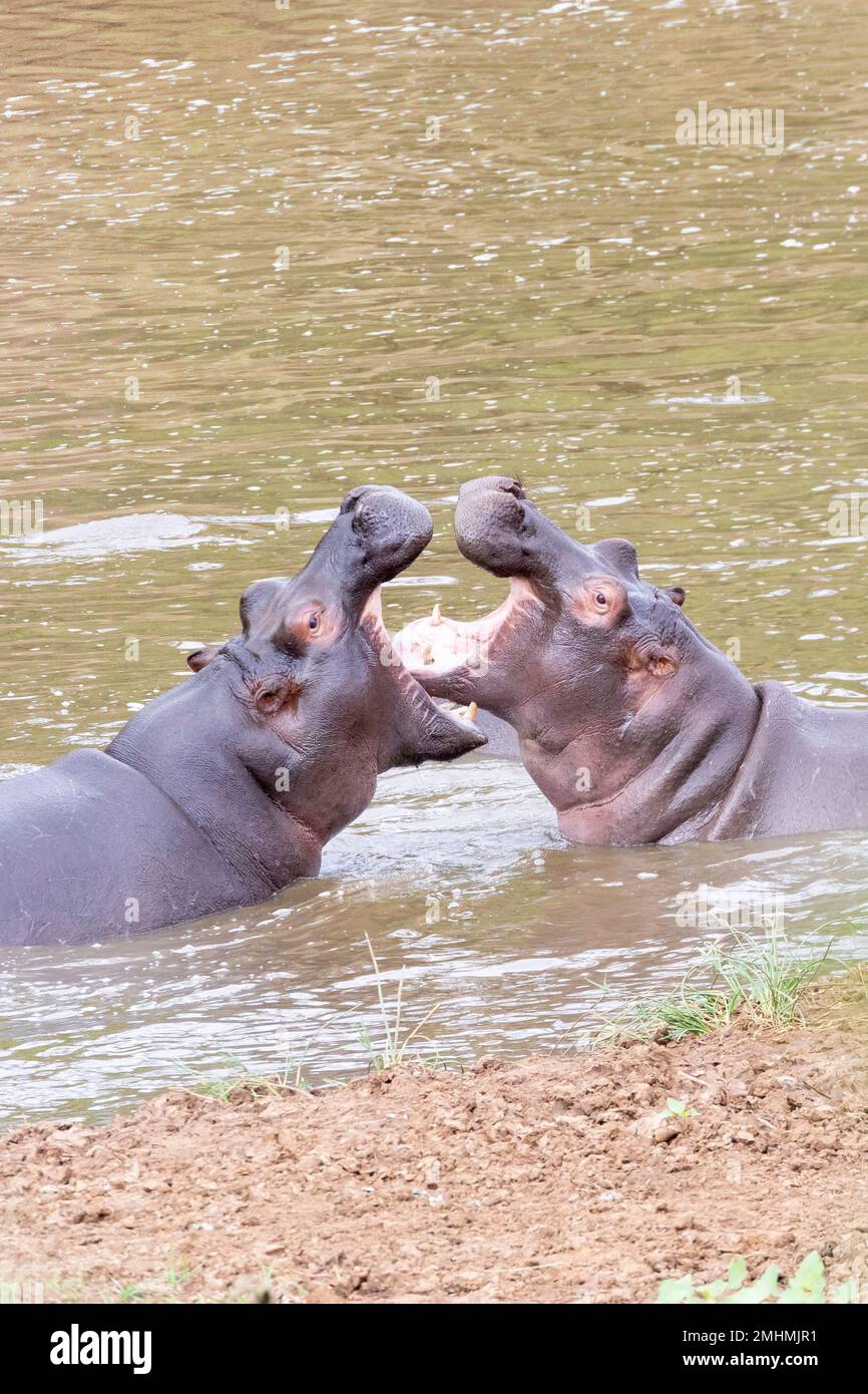 Hippopotamus (Hippopotamus anfibio), Kruger National Park, Sudafrica. Terzo mammifero terrestre più grande e uno dei più pericolosi Foto Stock