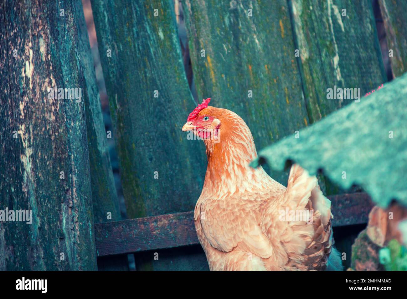 pollo a piedi nel cortile vicino recinto di legno Foto Stock
