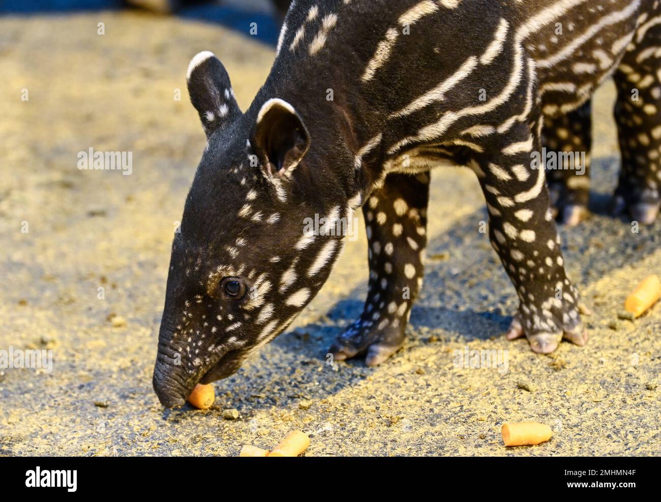 Zlin, Repubblica Ceca. 27th Jan, 2023. Zoo Zlin ha presentato un vitello malese Tapir maschio di nome caffè Venerdì, 27 gennaio 2023. Credit: Galibor Gluck/CTK Photo/Alamy Live News Foto Stock