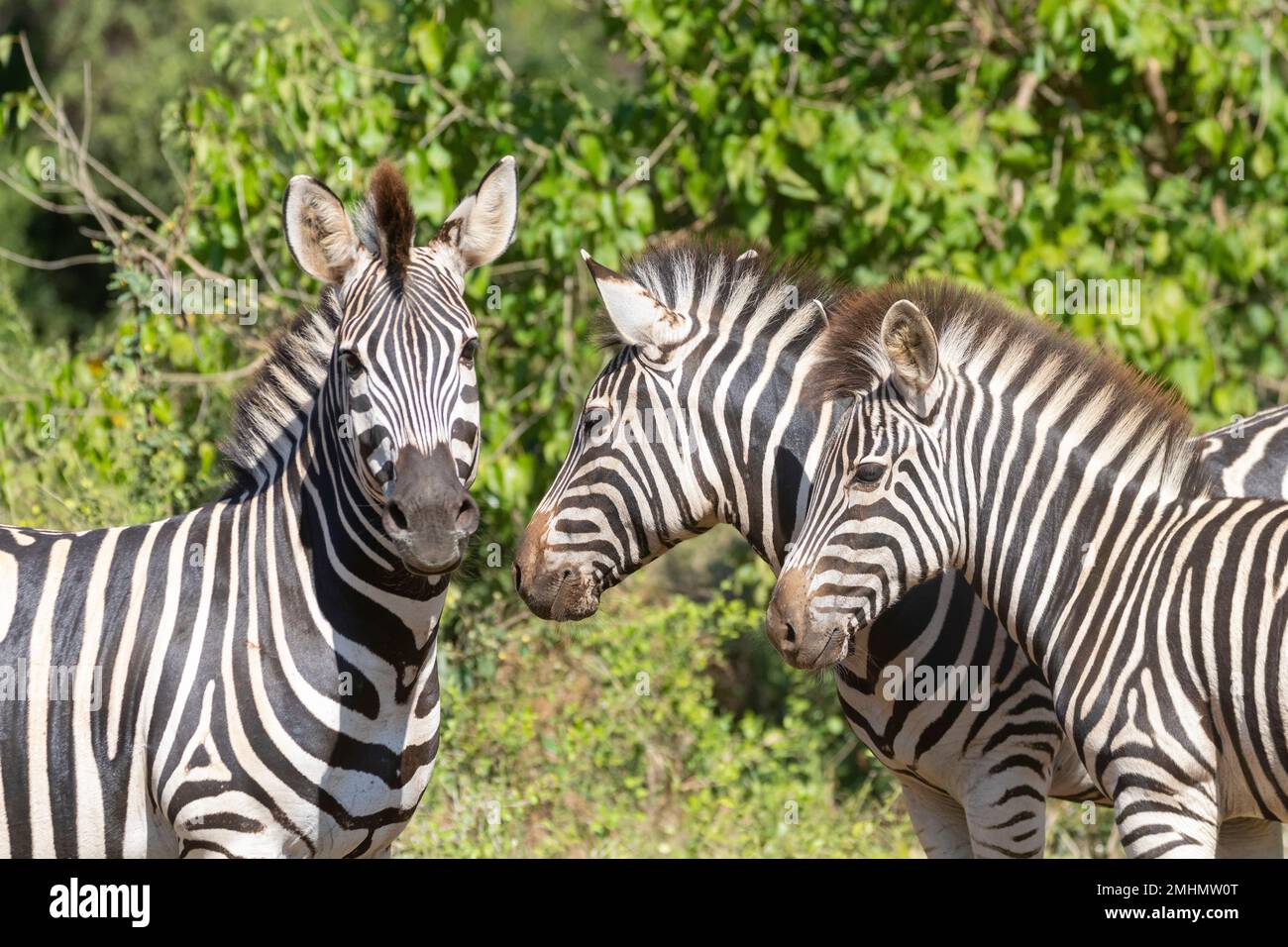 Zebra di Burchell (Equus quagga burchelli) / Ritratto familiare Zebra pianure con adulti e un nemico nel bosco mopani Foto Stock
