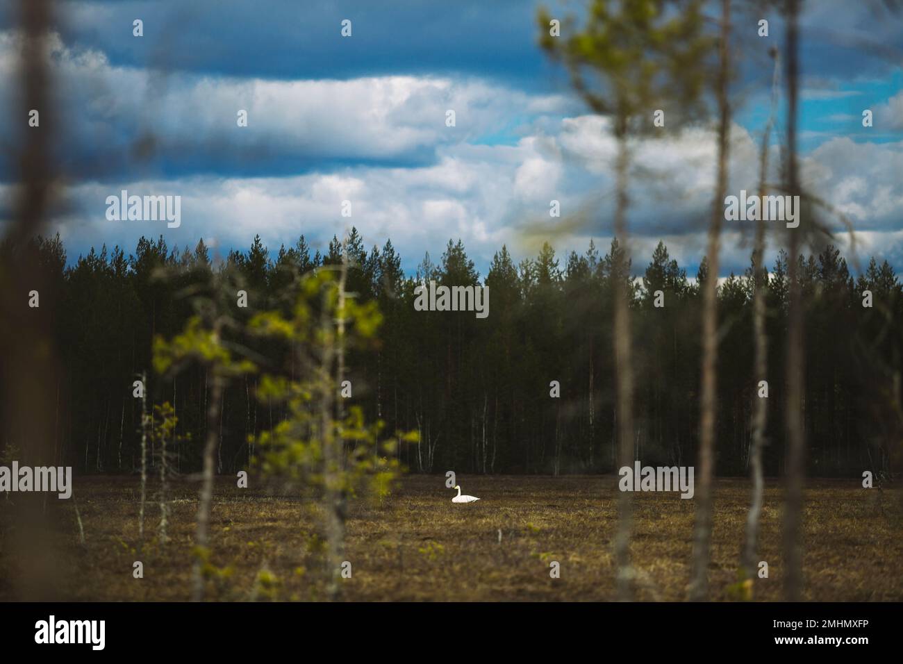 Uccello bianco in prato vicino alla foresta Foto Stock