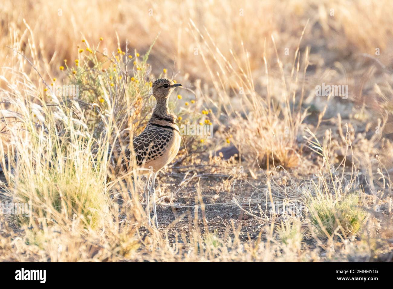 Courser a doppia fascia (Rhinoptilus africanus) in habitat di savana prateria al tramonto, Capo Occidentale, Sud Africa Foto Stock