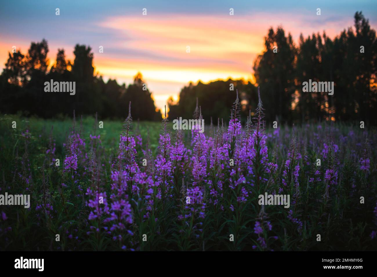 Fiori di campo viola nel prato al tramonto Foto Stock