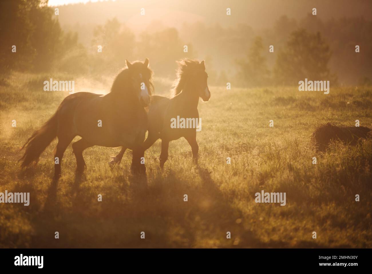 Cavalli che corrono in campo all'alba Foto Stock