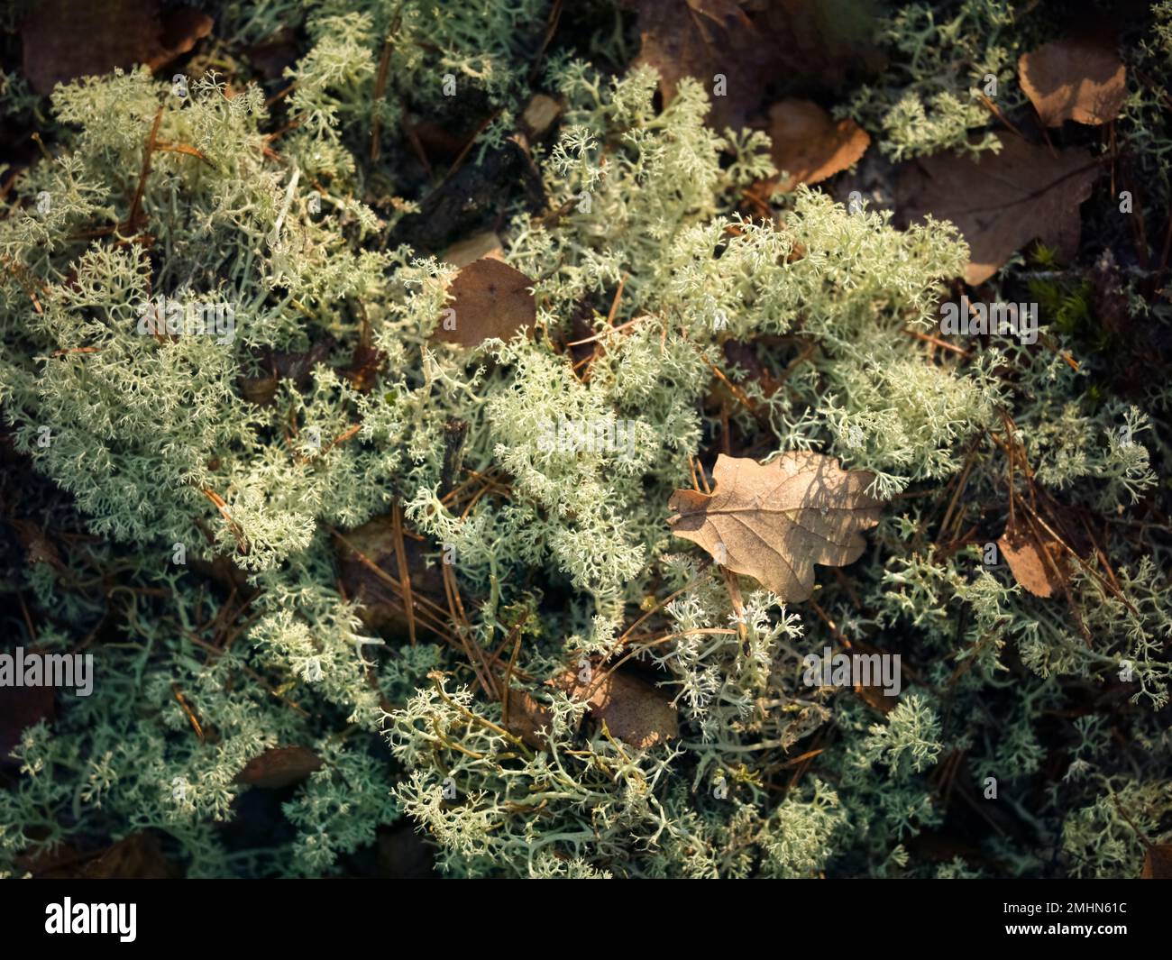 Foglie cadute sul muschio Foto Stock