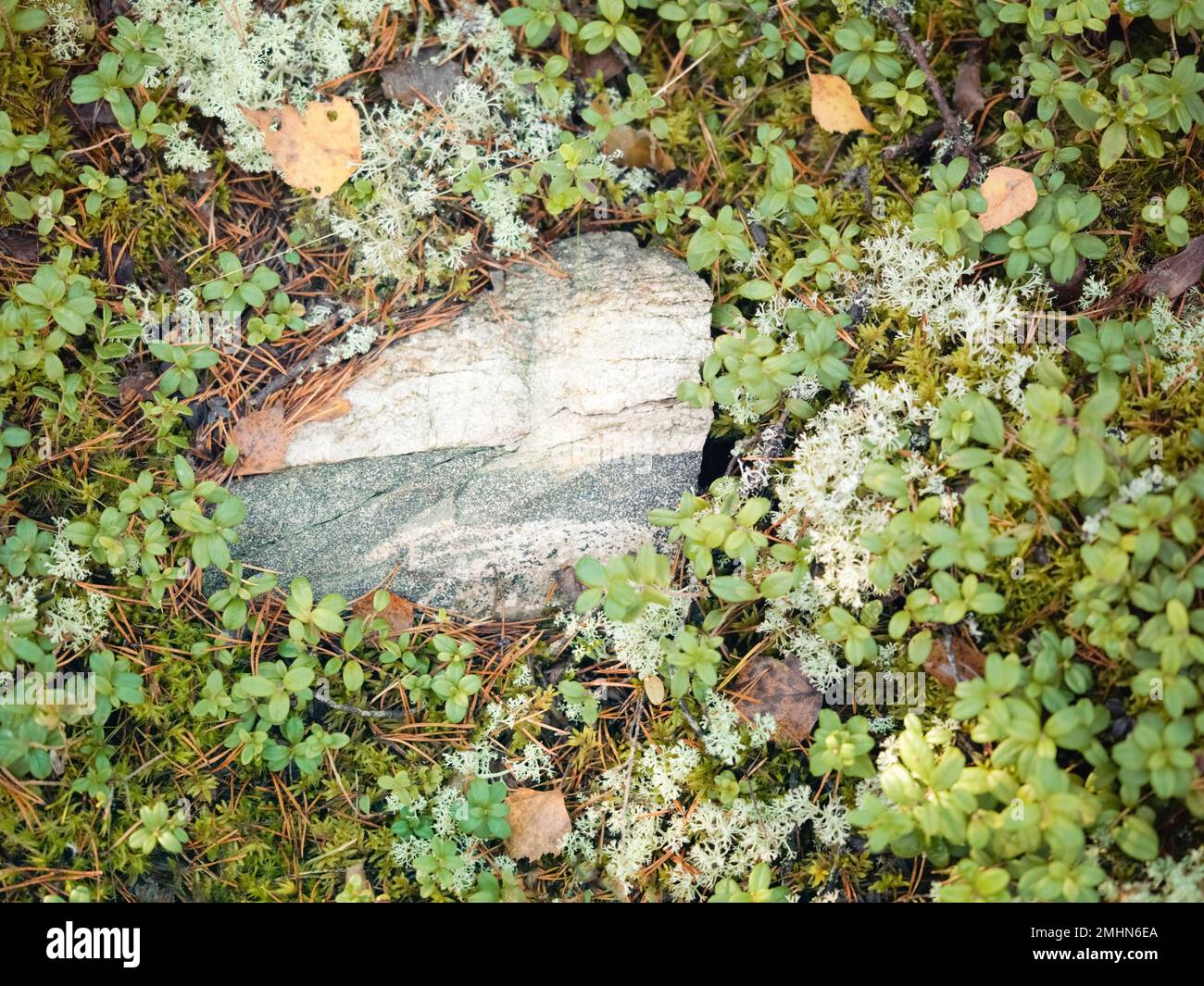 Vista ad angolo alto delle piante di mirtillo Foto Stock