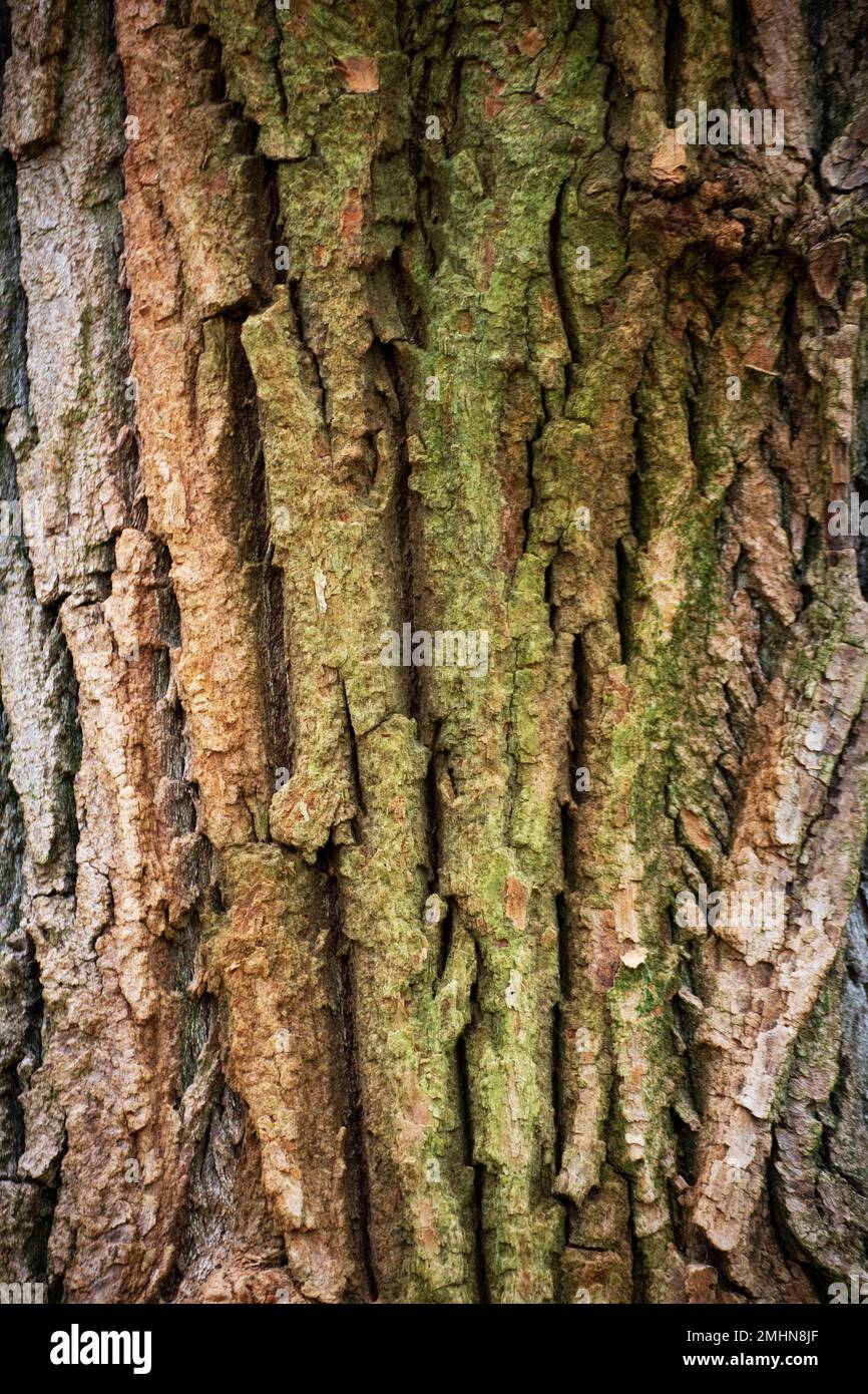 Albero corteccia sfondo texture Foto Stock