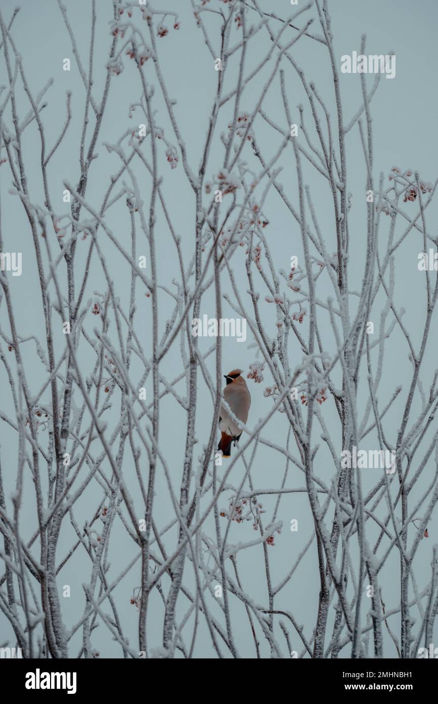 Uccello che si aggreda su albero innevato Foto Stock