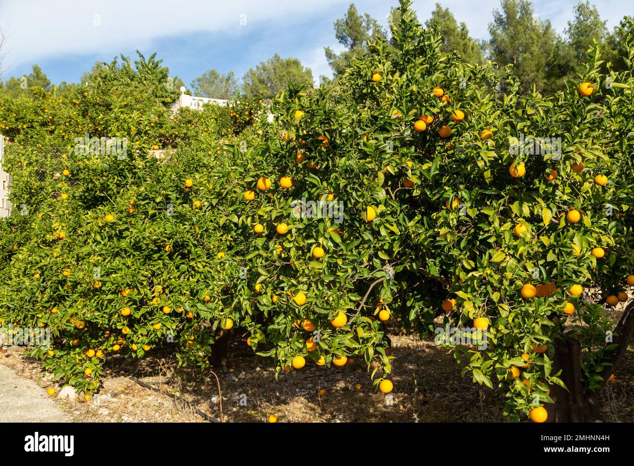 Arance che crescono su alberi da frutto vicino a Benidorm Foto Stock