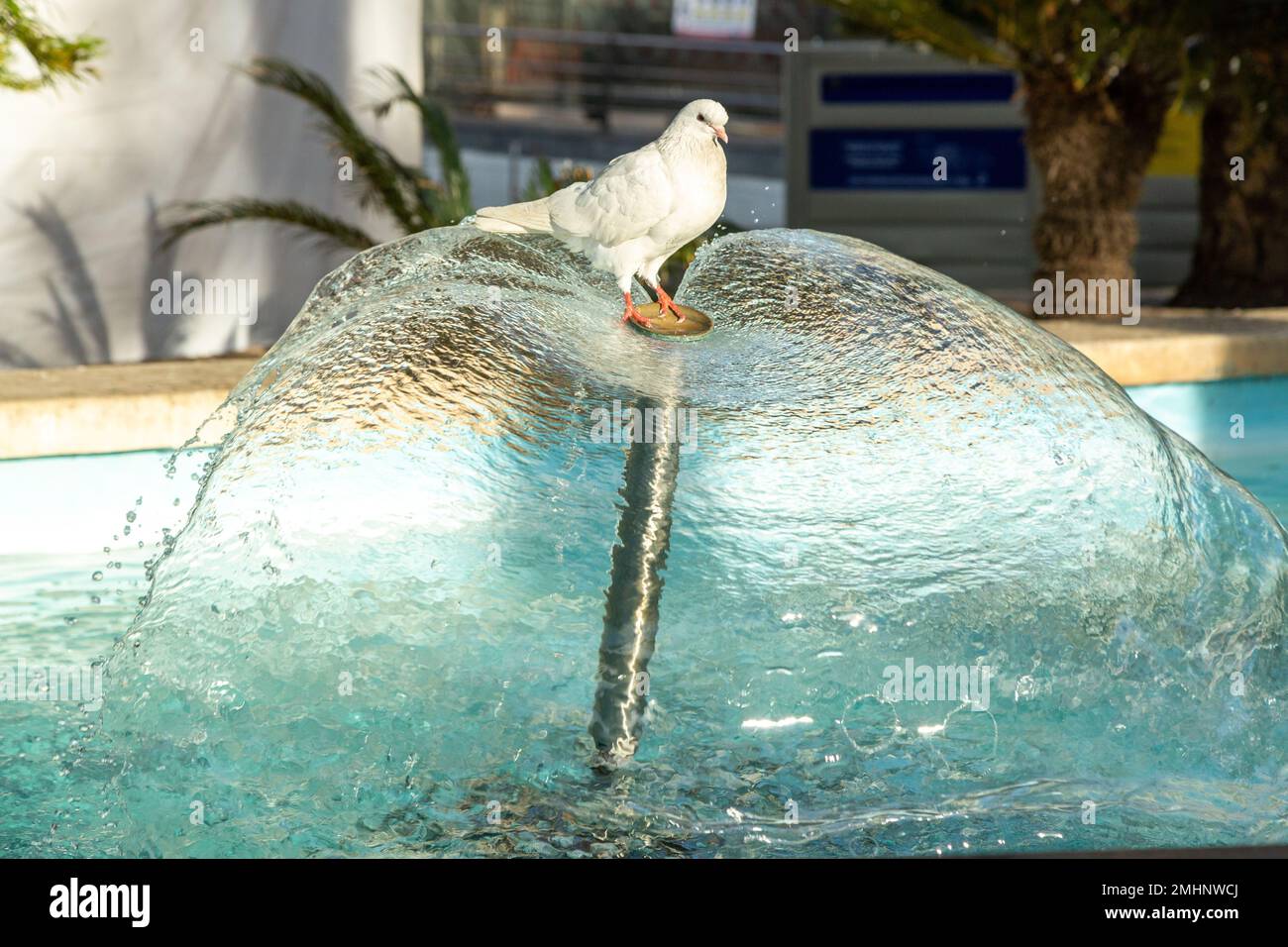 Una colomba bianca seduta su una fontana a Benidorm Spagna. Foto Stock