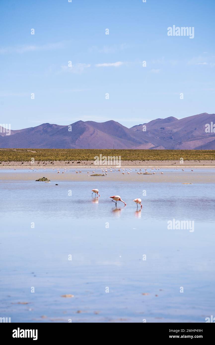 Flamingo della Laguna Bianca in Bolivia Sud America Salt Flat Uyuni Foto Stock