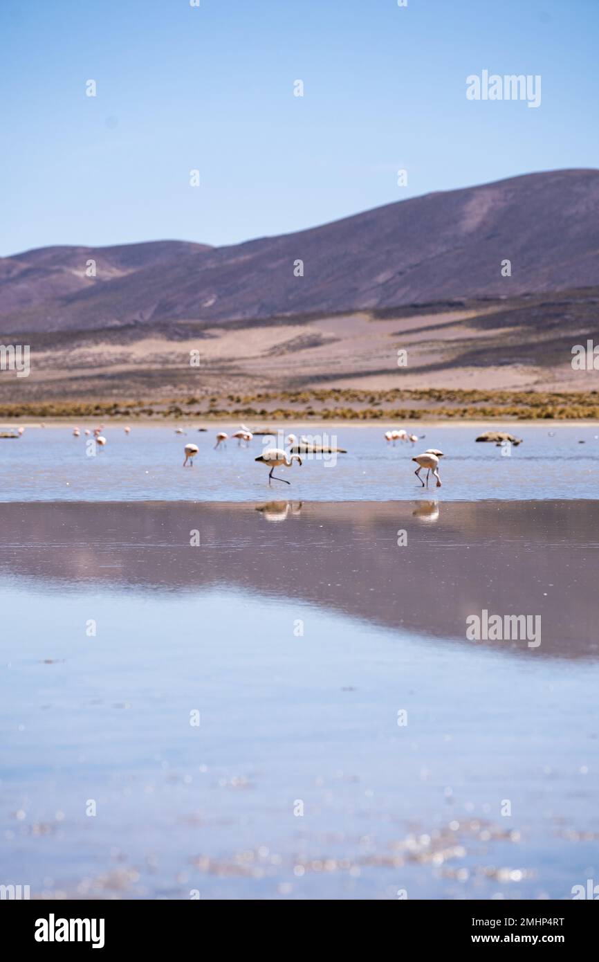 Flamingo della Laguna Bianca in Bolivia Sud America Salt Flat Uyuni Foto Stock