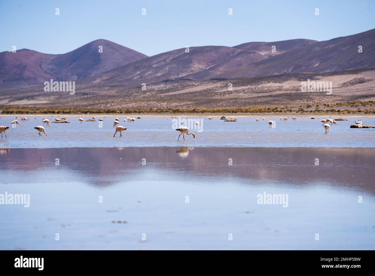 Flamingo della Laguna Bianca in Bolivia Sud America Salt Flat Uyuni Foto Stock