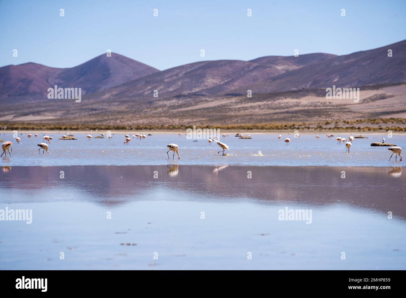Flamingo della Laguna Bianca in Bolivia Sud America Salt Flat Uyuni Foto Stock