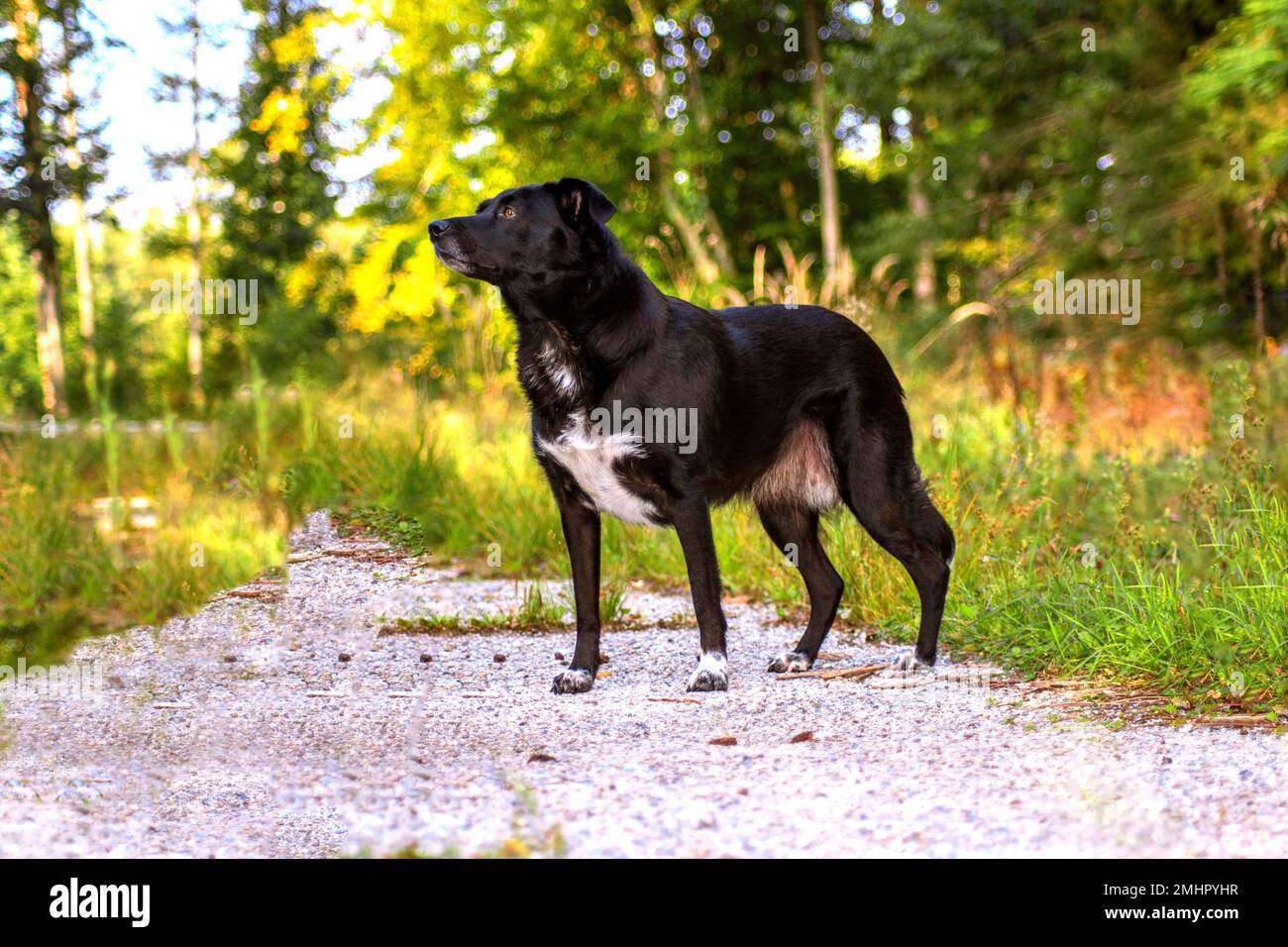 BAVIERA : CANE NERO IN POSA Foto Stock