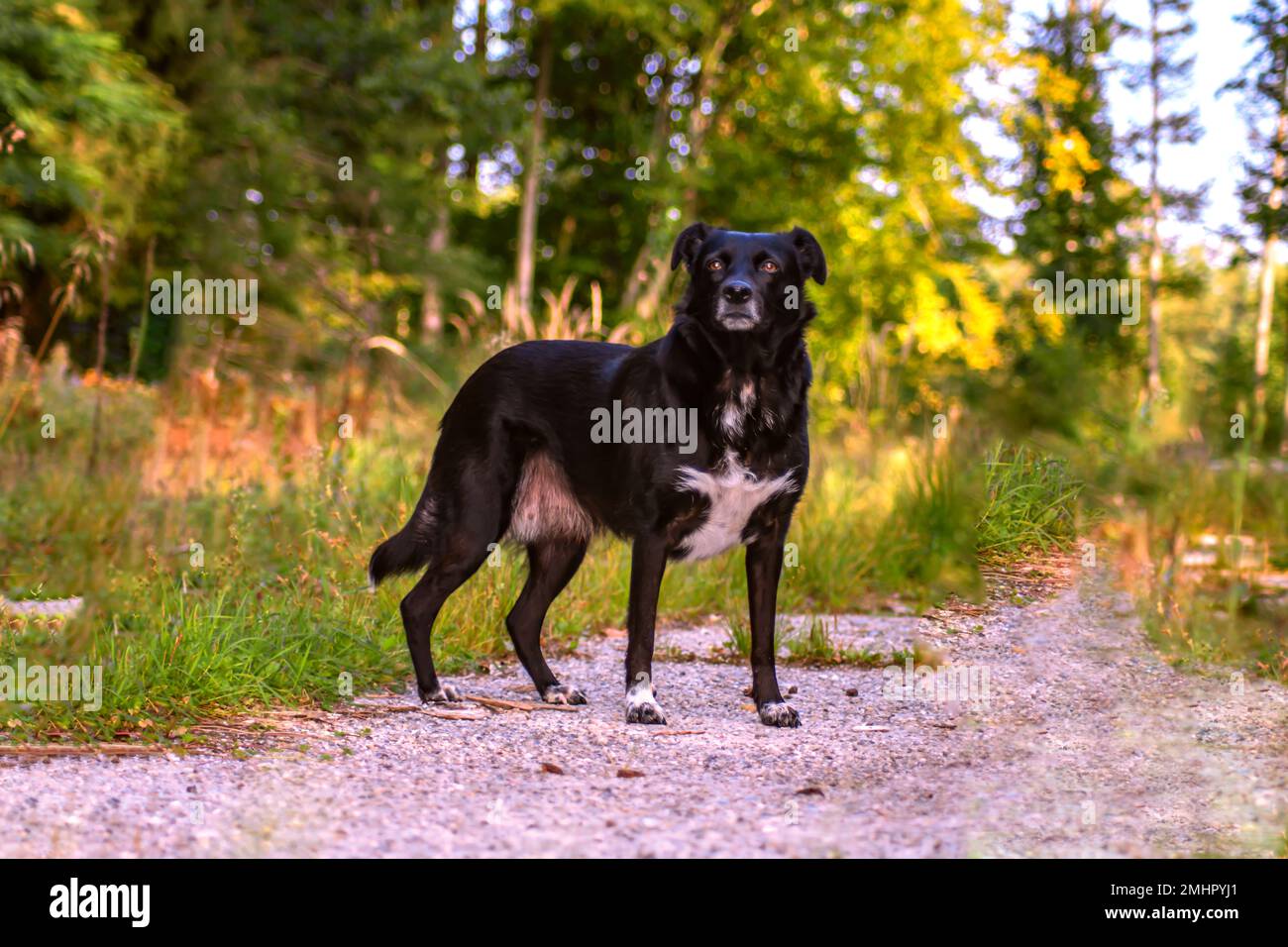 BAVIERA : CANE NERO IN POSA Foto Stock