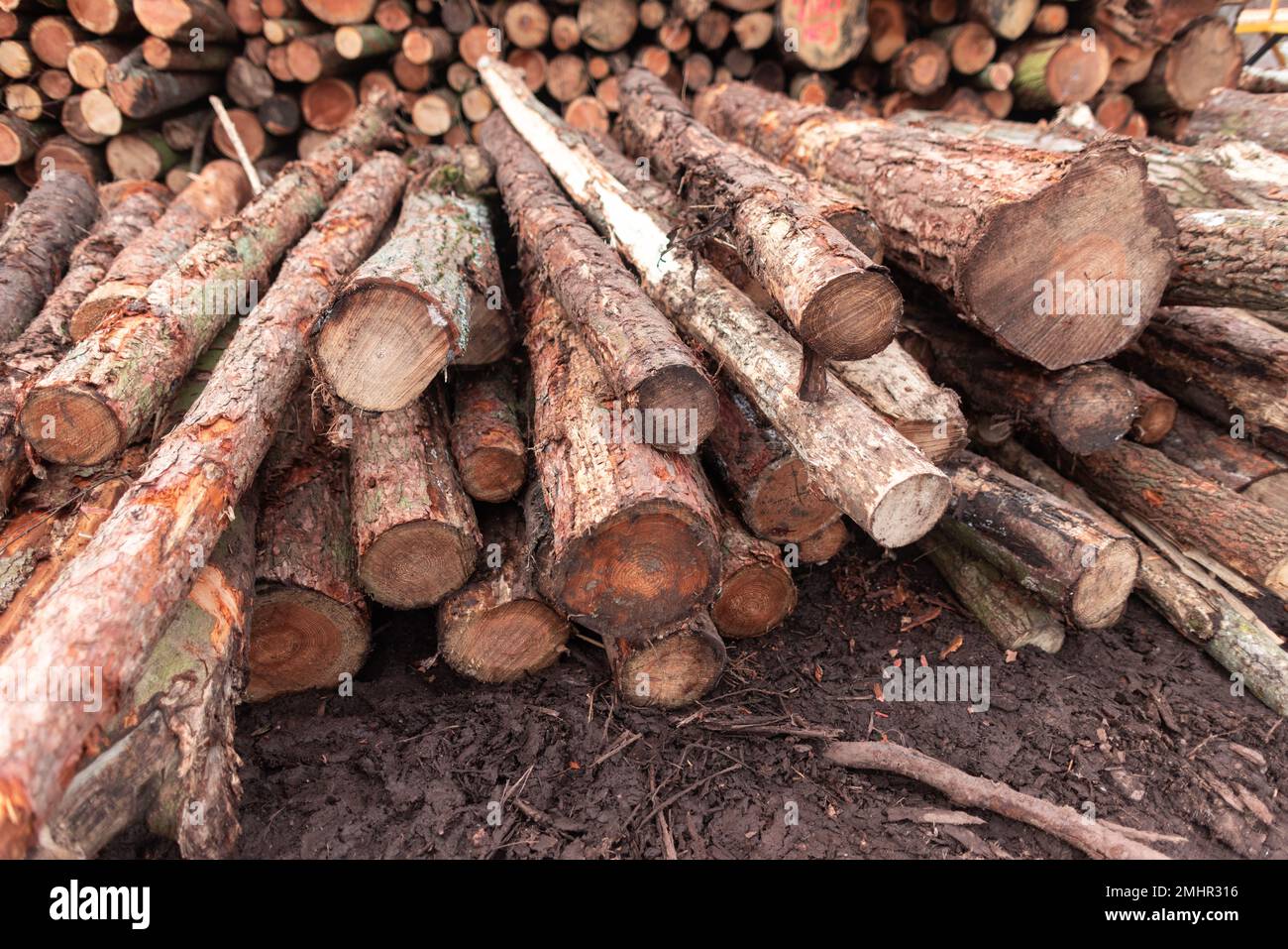 Un mucchio di tronchi di albero tagliò giù da lumberjacks Foto Stock