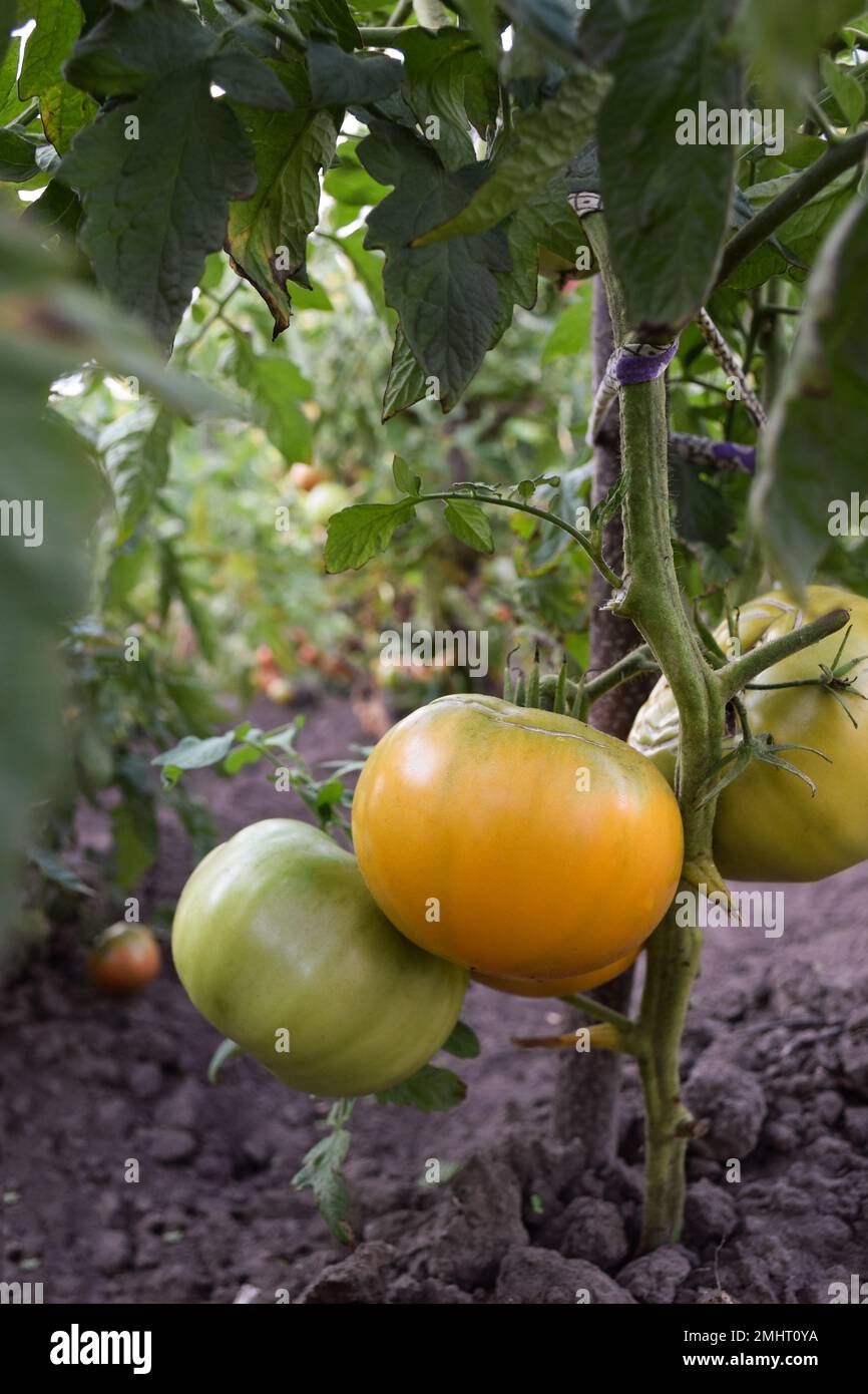 Sul cespuglio crescono numerosi pomodori grandi verdi e arancioni. Primo piano Foto Stock