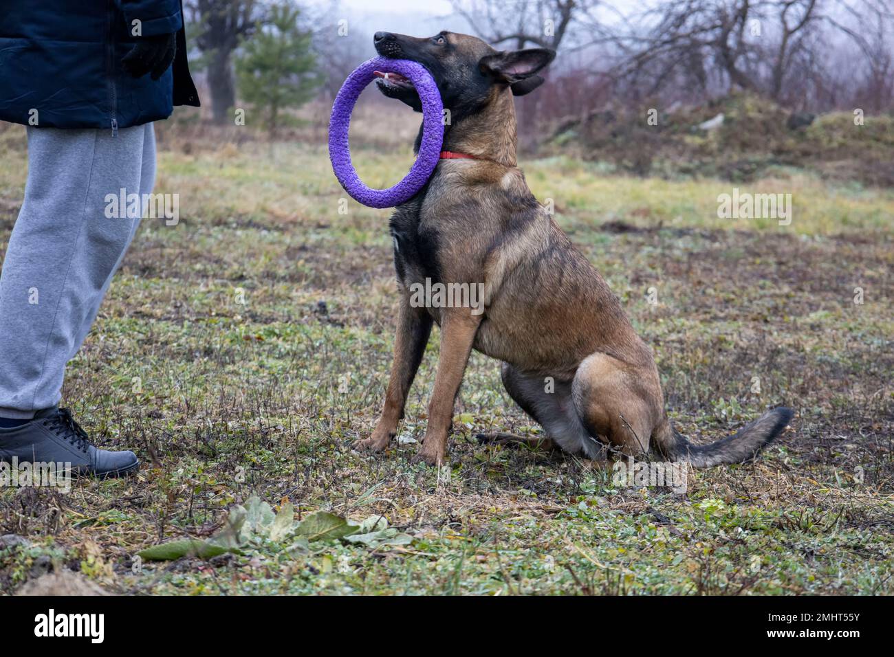 Pastore belga. Foto di un bel cane. Foto Stock