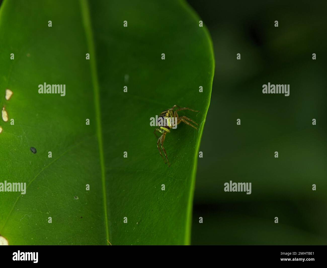 Cosmophasis è un genere di ragni della famiglia Salticidae. Foto Stock