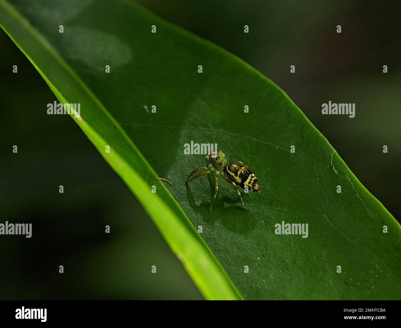 Cosmophasis è un genere di ragni della famiglia Salticidae. Foto Stock