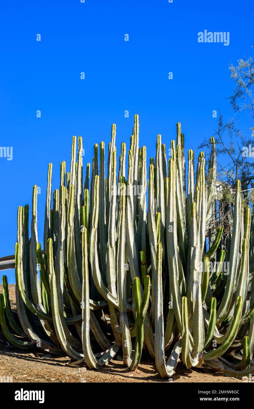 Euphorbia canariensis cactus che cresce selvaggio nelle isole Canarie. Verde cespuglio di succulenti contro il cielo blu. Clima caldo sull'isola vulcanica Foto Stock