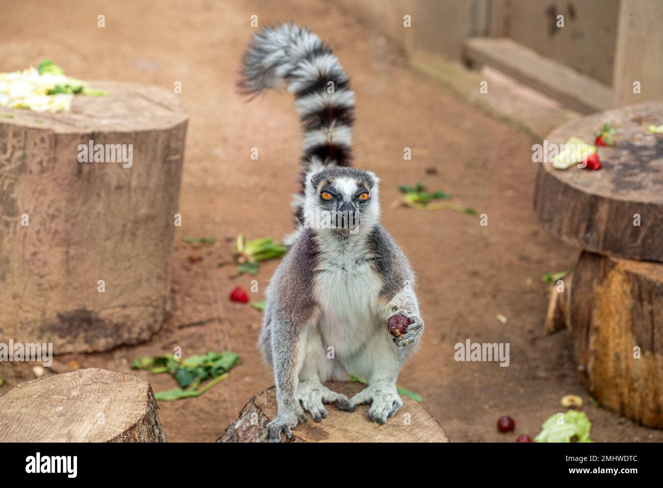 Lemur dalla coda rotonda che guarda la macchina fotografica con la frutta in mano allo zoo Foto Stock
