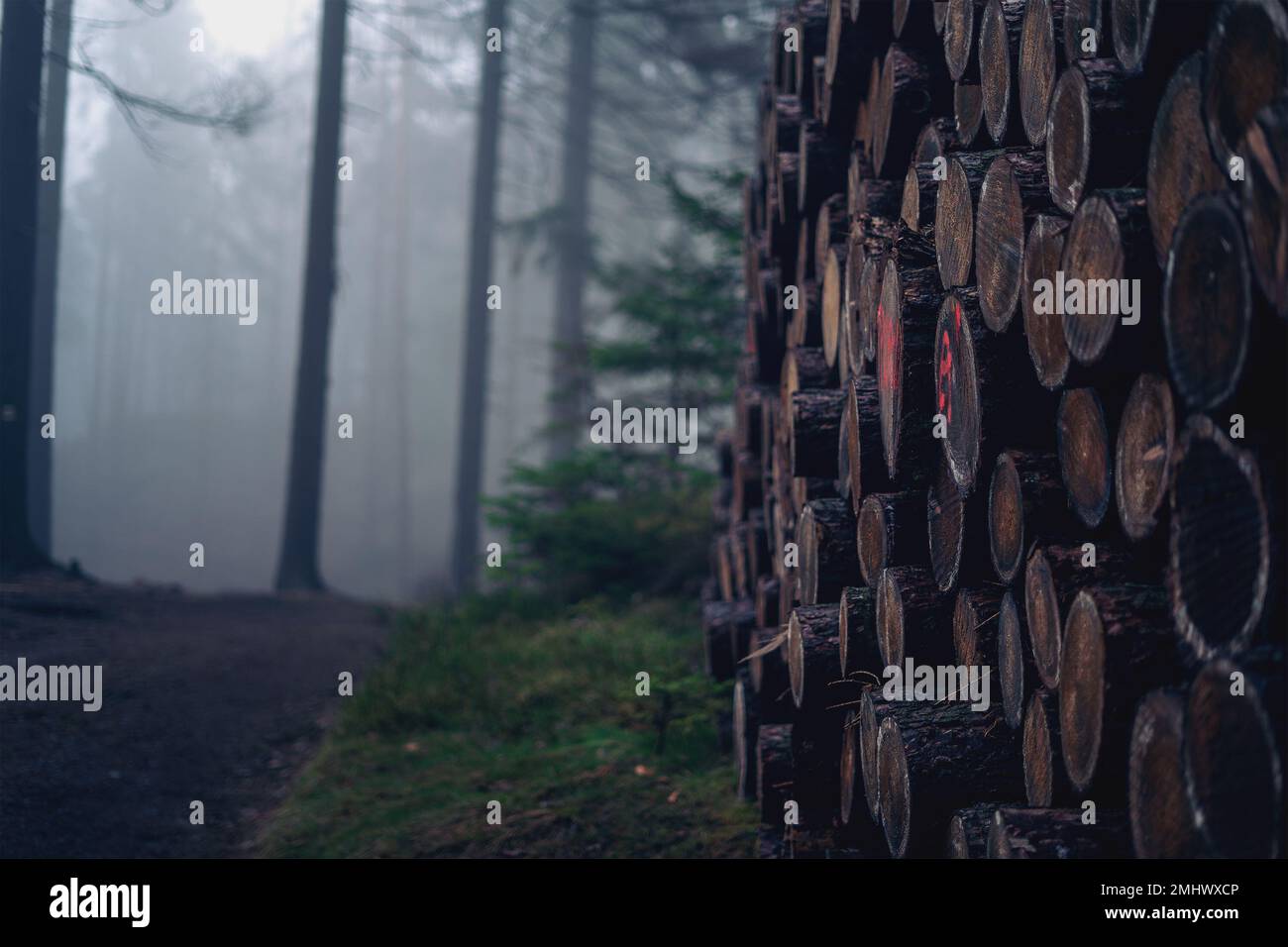 Una vista laterale di tronchi di alberi accatastati da una foresta in una giornata di nebbia Foto Stock