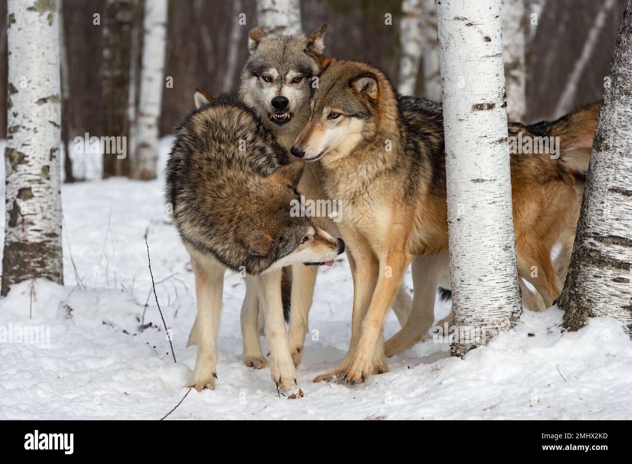Lupo (Canis lupus) Confezionare insieme Medio uno snarling Inverno - animali prigionieri Foto Stock