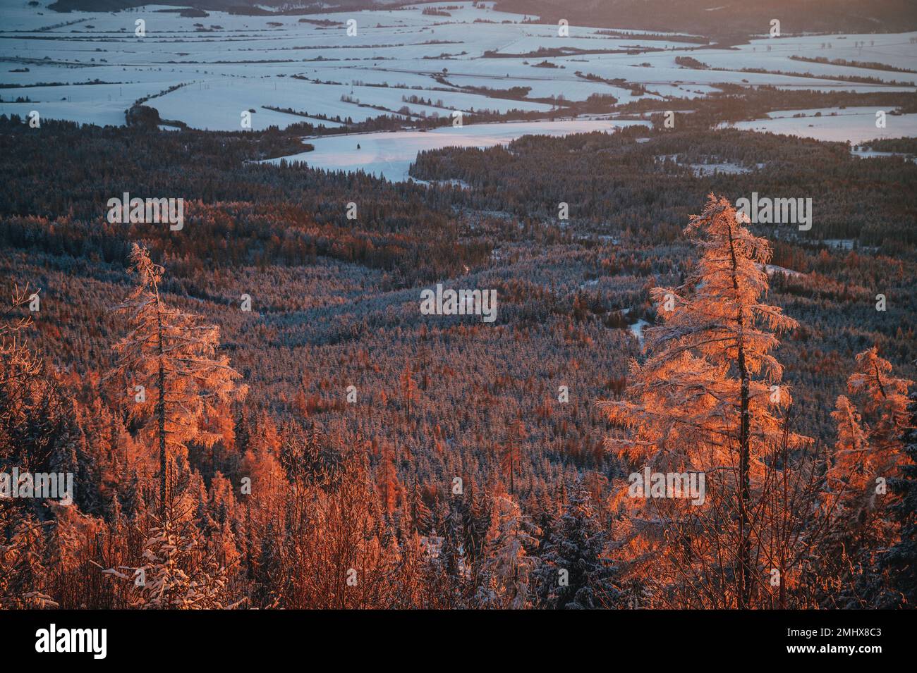 Le tonalità dorate del sole illuminano la valle d'inverno, gettando un caldo bagliore sugli alberi ghiacciati in lontananza Foto Stock