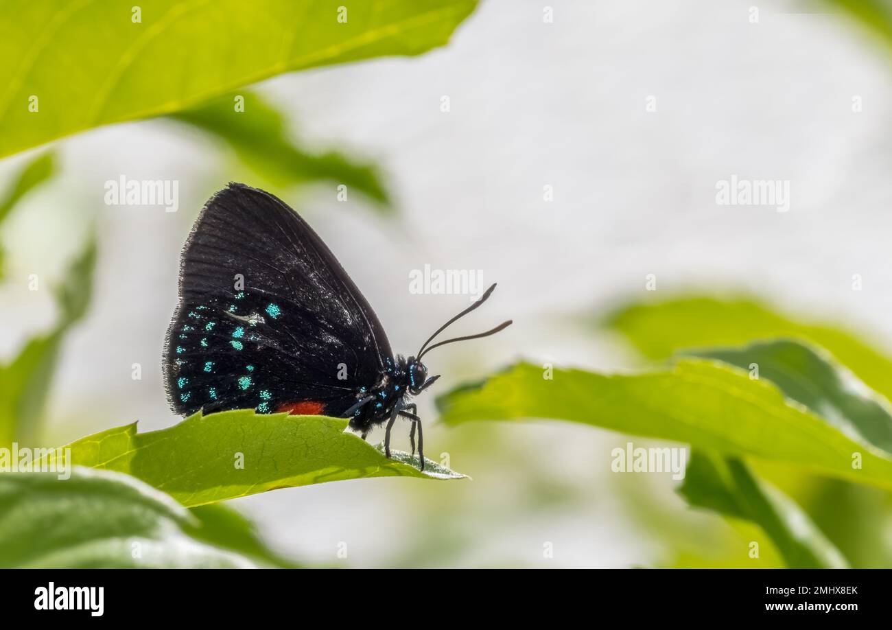Primo piano di una singola farfalla di Atala nera blu e rossa, nota anche come coontie hairstreak o semplicemente farfalla di atala con le ali in su Foto Stock