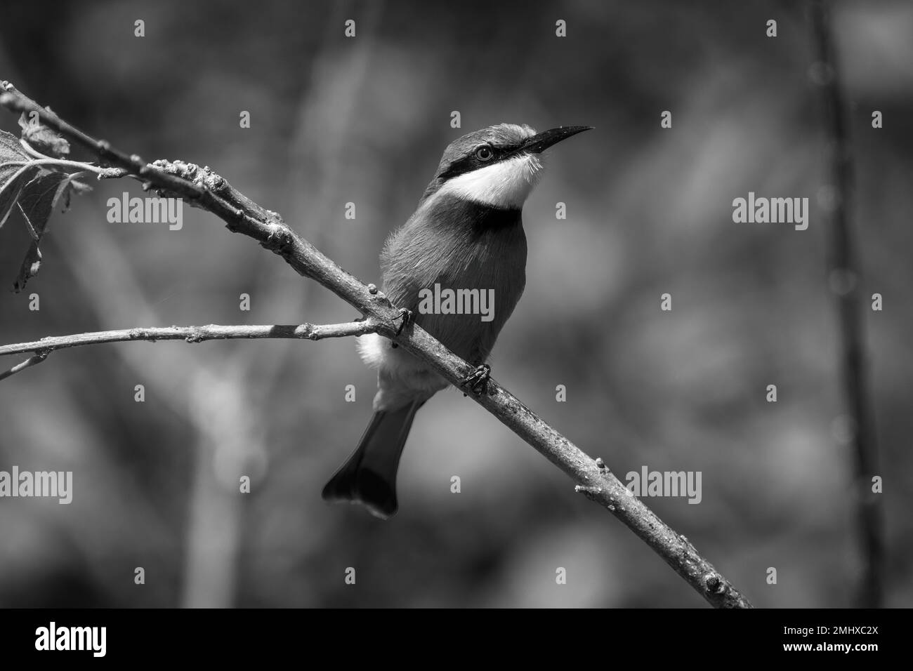 Piccolo ape-mangiatore mono sul ramo che mostra il catchlight Foto Stock