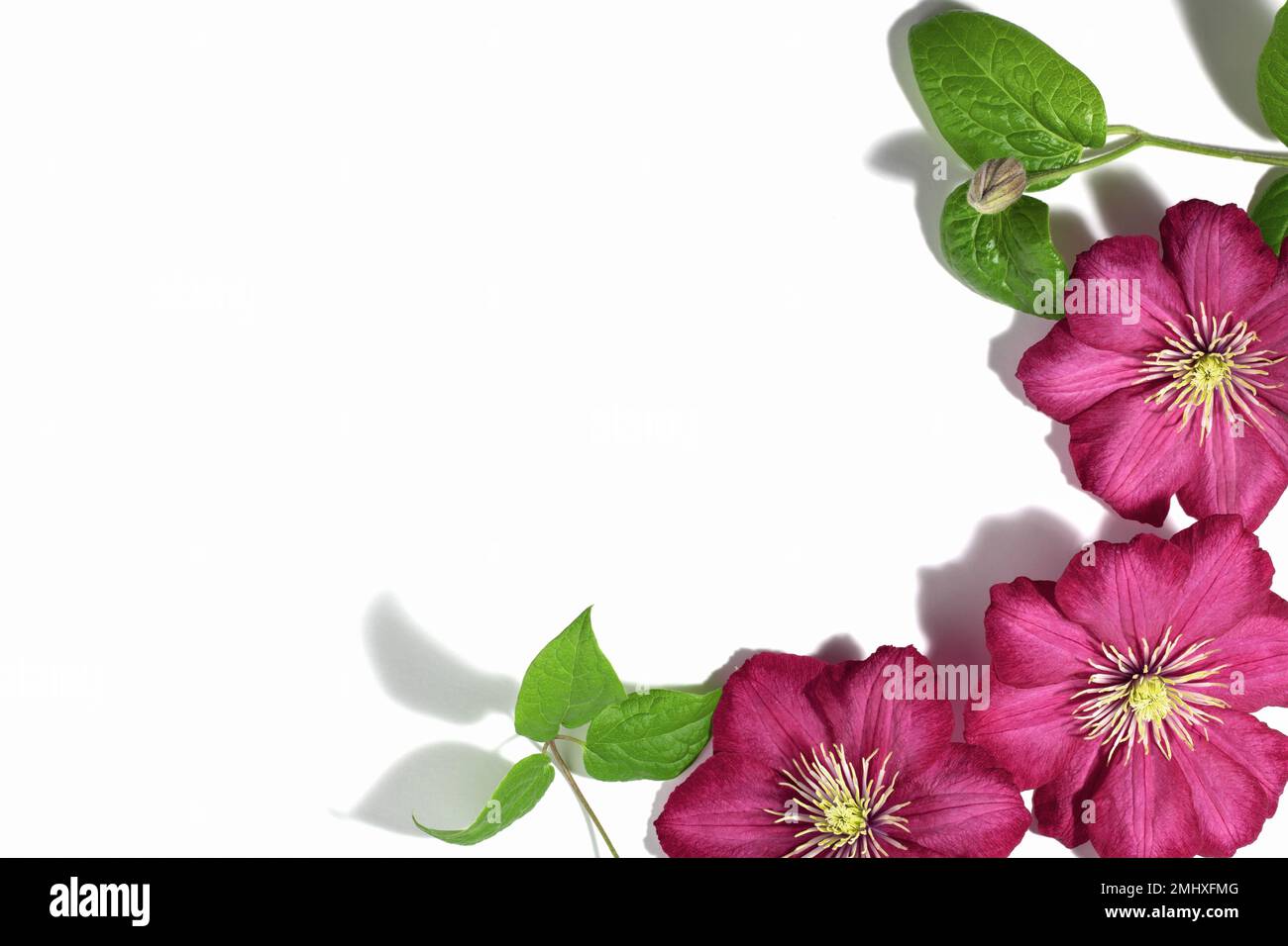 Fiori di clematis viola rosa isolati su sfondo bianco. Bordo o cornice per il testo. Sfondo floreale estivo o primaverile. Biglietto d'auguri. Foto Stock